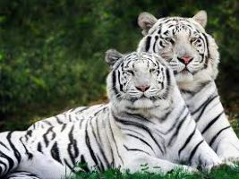 Van Vihar National Park